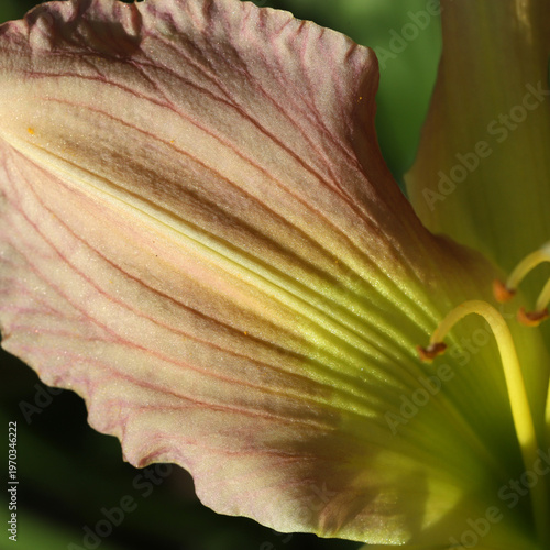 Close Up Of Pink Yellow Flower Petal And Stamen For Stock Photo
