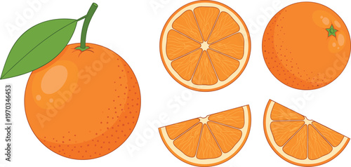Orange fruit vector set. Collection with whole oranges, round slice and wedge segments. Bright flat citrus illustration for food design, packaging and fresh healthy concepts.