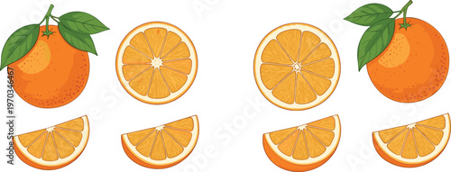 Orange fruit vector set in hand drawn style. Collection of whole oranges, round slices and wedge segments. Detailed citrus illustration for food design, packaging and organic branding.