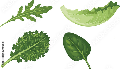 Leafy greens flat vector set. Fresh organic leaves including kale spinach arugula and lettuce. Healthy food illustrations for salad, grocery and farm design.