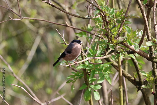 female Eurasian bullfinch (Pyrrhula pyrrhula)