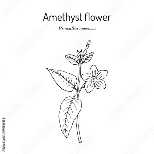 Amethyst flower or bush violet (Browallia speciosa), medicinal and ornamental plant. Hand drawn botanical vector illustration