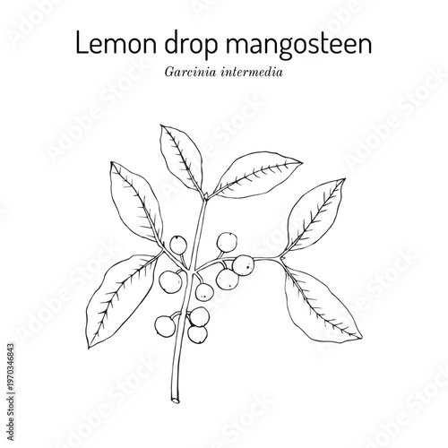 Lemon drop mangosteen (Garcinia intermedia), edible and ornamental plant. Hand drawn botanical vector illustration