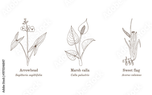 Collection of edible and medicinal plants. Hand drawn botanical vector illustration