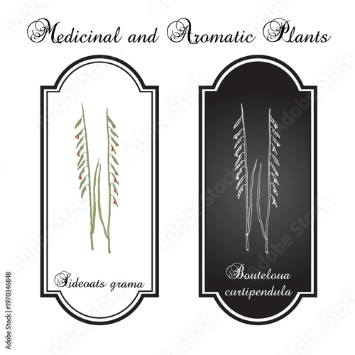 Sideoats grama (Bouteloua curtipendula), Official State Grass of Texas. Vector hand drawn botanical illustration