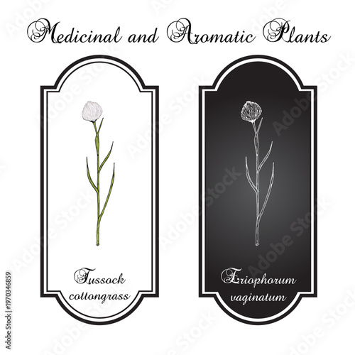 Tussock cottongrass (Eriophorum vaginatum), medicinal plant. Hand drawn botanical vector illustration