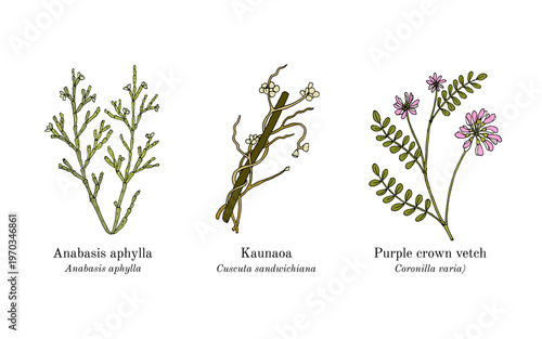 Collection of edible and medicinal plants. Hand drawn botanical vector illustration