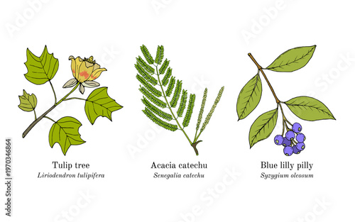 Collection of edible and medicinal plants. Hand drawn botanical vector illustration
