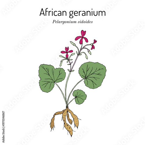 African geranium (Pelargonium sidoides), medicinal plant. Hand drawn botanical vector illustration