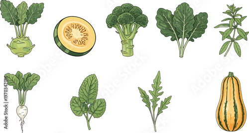 Vegetables and herbs flat vector set. Fresh organic produce with broccoli kohlrabi squash and leafy greens. Healthy food illustrations for grocery, farm and nutrition design.