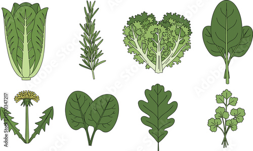 Wild herbs and leafy greens flat vector set. Botanical edible plants collection with dandelion rosemary and green leaves. Natural organic illustration for herbal and eco design.