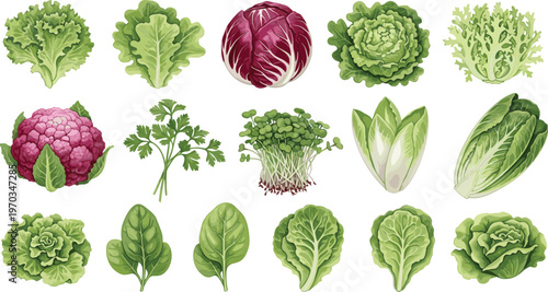 Leafy vegetables and lettuce varieties flat vector set. Fresh organic greens collection with cabbage spinach and salad leaves. Healthy food illustrations for grocery and farm design.