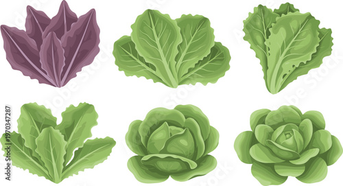 Leafy lettuce varieties flat vector set. Green and red salad leaves illustrations. Fresh organic vegetables for healthy food design, grocery branding and farm produce graphics.