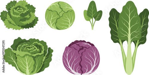 Green leafy vegetables flat vector set. Cabbage lettuce spinach and leafy greens illustrations. Fresh organic produce icons for healthy food design and grocery graphics.