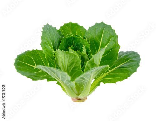 Fresh green vegetable seedling with healthy leaves