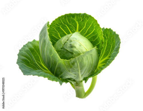 Fresh green cabbage head growing with transparent background