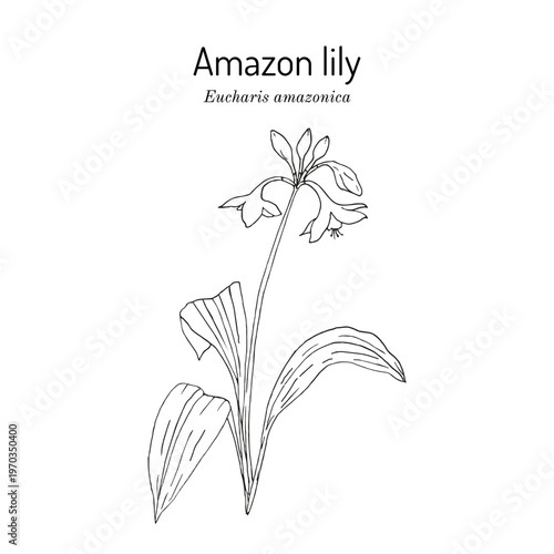 Amazon lily (Eucharis, or Urceolina amazonica), ornamental plant. Hand drawn botanical vector illustration