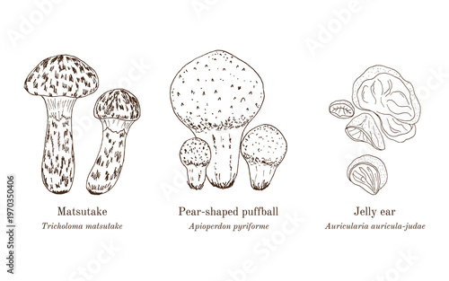 Collection of edible and medicinal mushrooms. Hand drawn botanical vector illustration