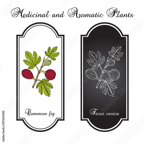 Common fig (Ficus carica), edible and medicinal plant. Hand drawn botanical vector illustration