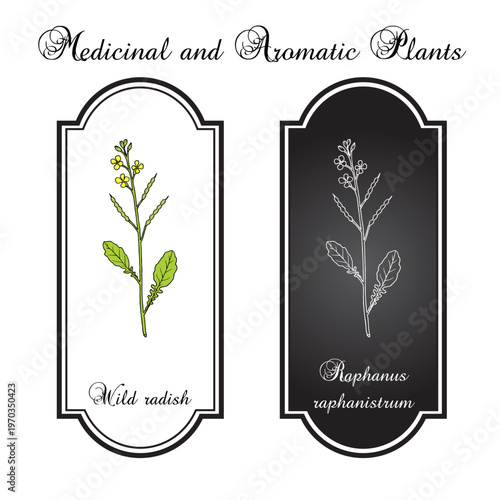 Wild radish (Raphanus raphanistrum), medicinal plant. Hand drawn botanical vector illustration