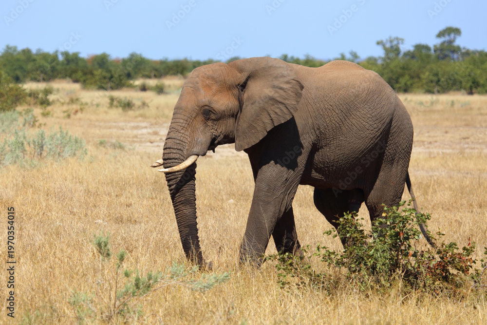 Fototapeta premium Afrikanischer Elefant / African elephant / Loxodonta africana