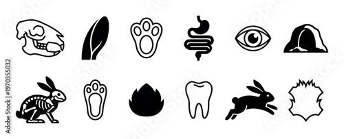 Set of twelve black rabbit icons showing anatomy and lifestyle elements like the skull, skeleton, paw print, ear, tooth, fur, and burrow in a minimalist graphic style