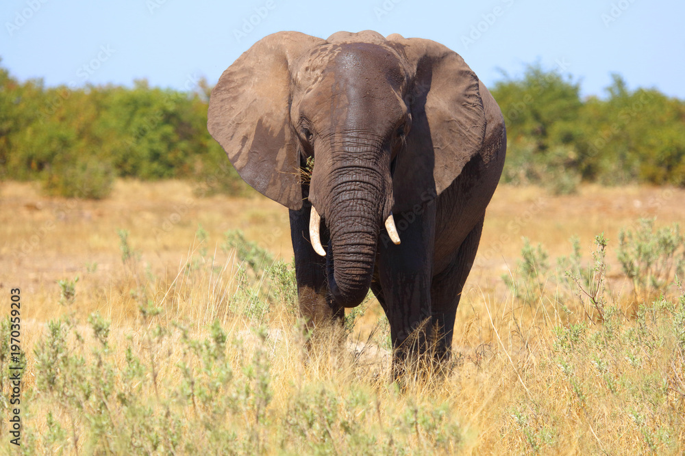 Fototapeta premium Afrikanischer Elefant / African elephant / Loxodonta africana