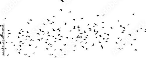 Flock of birds in flight silhouette against a bright sky