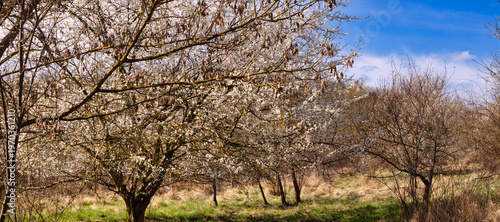An Early Spring Scenery Of Blooming White Cherry Trees And Bare Branches In A Meadow Under A Bright Blue Sky