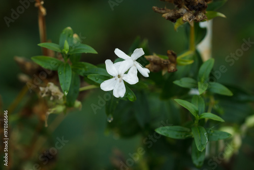 The common soapwort (lat. Sapnaria officinalis), of the carnation family (caryophyllaceae). Samara, the Middle Volga.