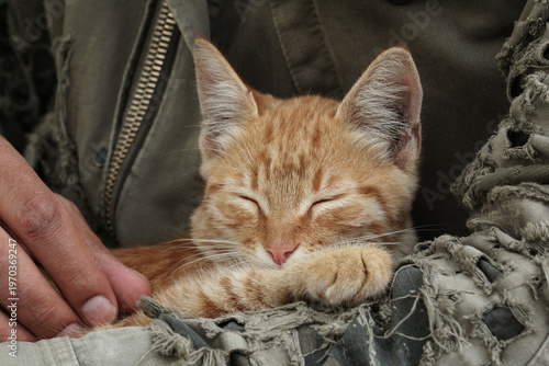 Cute ginger kitten resting on man's lap in military jacket