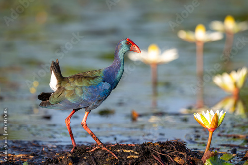 African swamphen searching for food in the Chobe River