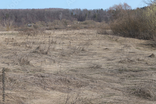 Post-flood landscape of the riverbank in early spring. Flattened dry grass after floodwaters on the Nemunas riverbank.