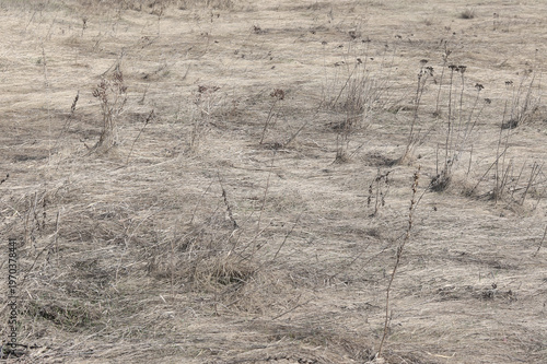 Natural background of dry grass after river spring flood. Flattened grass texture on the  riverbank.