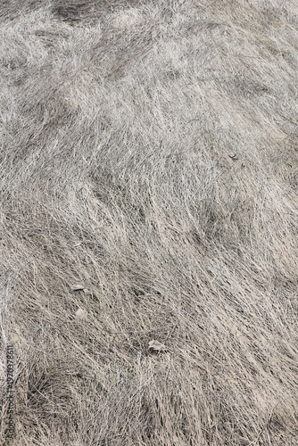Natural background of dry grass after river spring flood. Flattened grass texture on the  riverbank.