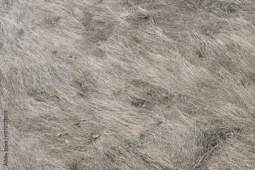 Natural background of dry grass after river spring flood. Flattened grass texture on the  riverbank.