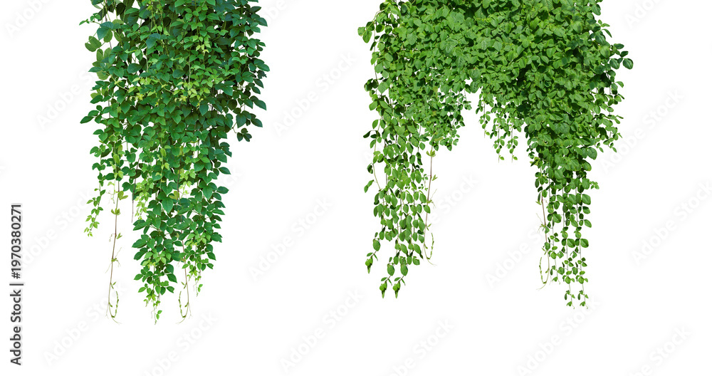 Naklejka premium Bush grape or three-leaved wild vine cayratia (Cayratia trifolia) liana ivy plant bush, nature frame jungle border