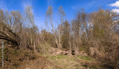 A Tangle Of Vines And Brambles In A Clearing Of A Dense Deciduous Forest Under A Bright Blue Spring Sky