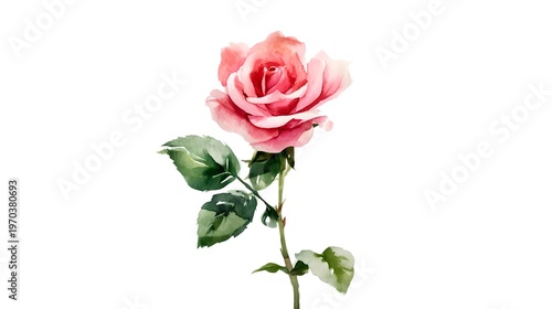 Delicate pink rose flower, with green leaves and stem