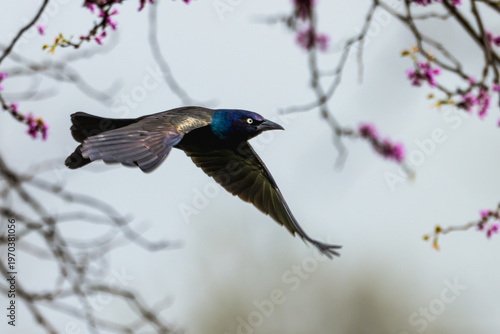 Common grackle in flight past a tree with purple blossoms.