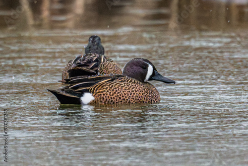 Blue-winged teal swimming in a lake in the rain.