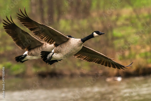 Pair of Canada geese in flight in the rain.