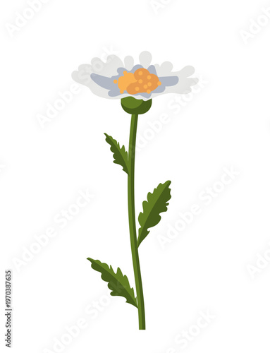  Daisy flower illustration with white petals, yellow-orange center, and green leaves. Chamomile wildflower isolated on white background. Botanical spring and summer flower. Vector Not AI generated.