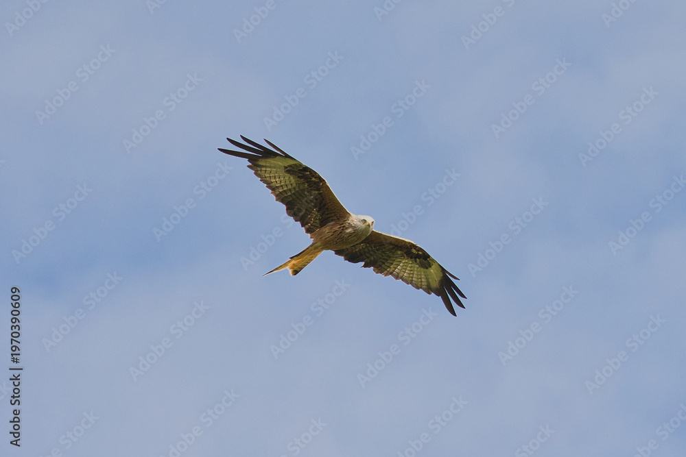 Fototapeta premium The red kite, Milvus milvus, is an elegant glider.