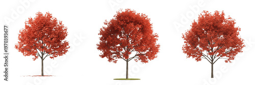 Cuadro en lienzo Set of Red Maple Trees - Realistic Autumn Fall Deciduous Trees Isolated PNG