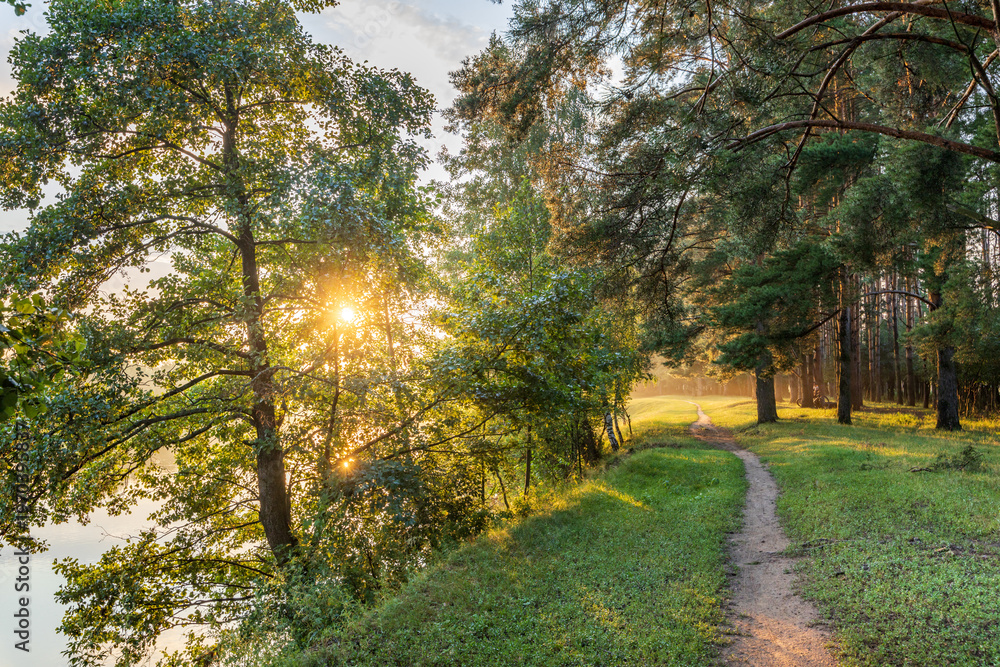 Obraz premium Golden sun breaks through tall green trees