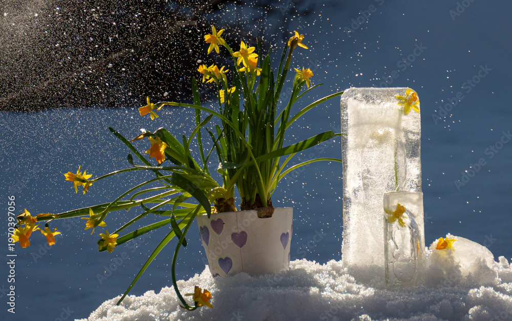 Ταπετσαρία easter lilly flowers outside in a snow weather