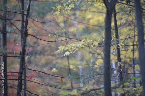 Yellow Leaves