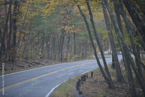 Autumn road and trees