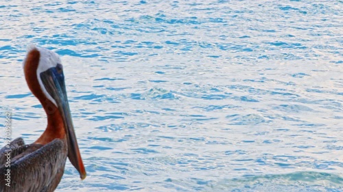 Close up view of brown pelican near Caribbean Sea with detailed feathers and calm water on background. Aruba.